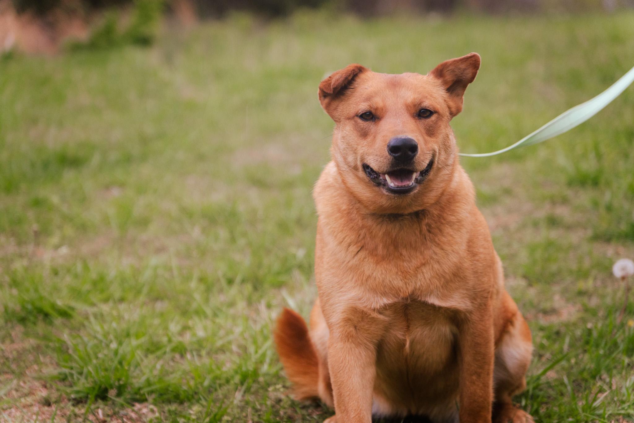Enlarge Coco, a Adoptable mixed breed in Gradyville, KY image 3/6