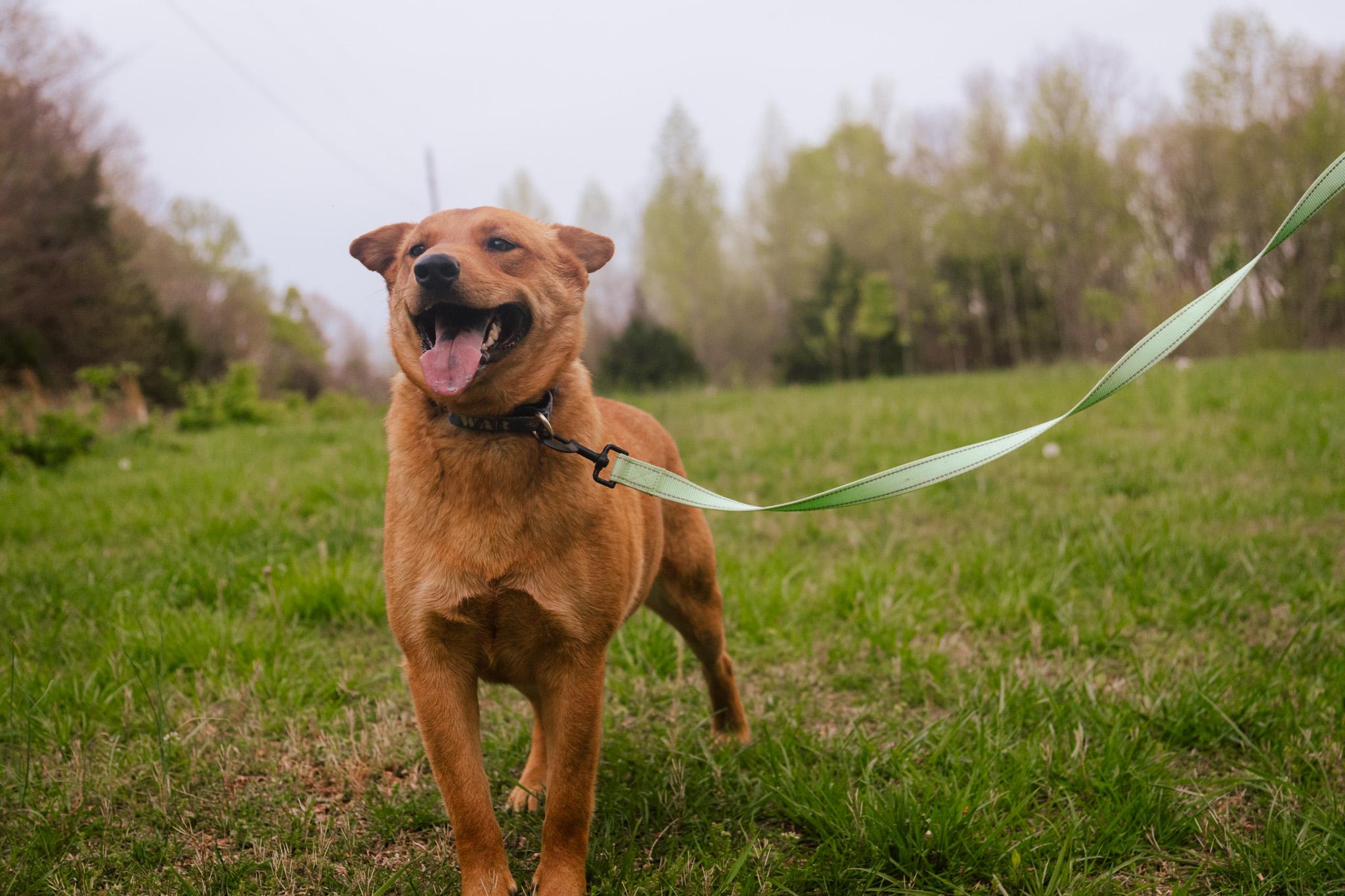 Enlarge Coco, a Adoptable mixed breed in Gradyville, KY image 4/6