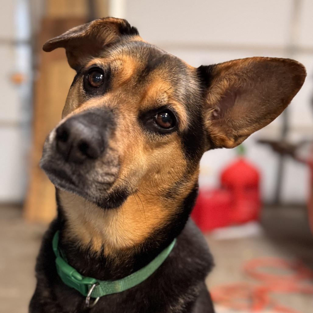 Breanne, a Adoptable mixed breed in Little Rock, AR image 1/6