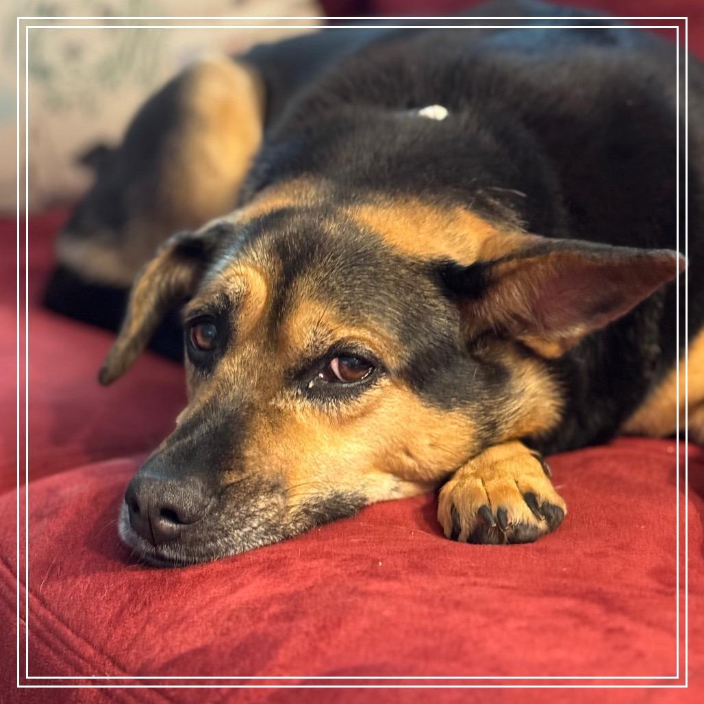 Breanne, a Adoptable mixed breed in Little Rock, AR image 2/6