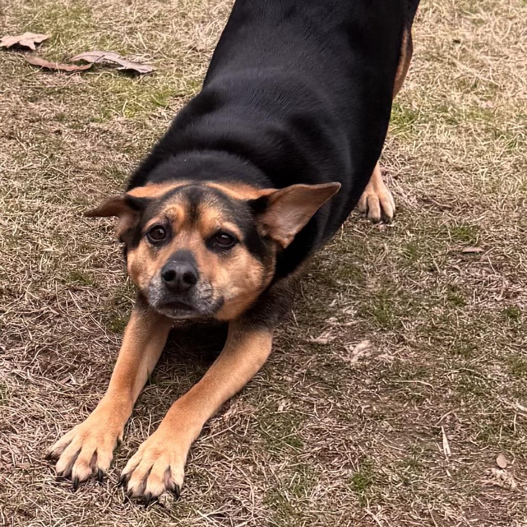 Breanne, a Adoptable mixed breed in Little Rock, AR image 3/6