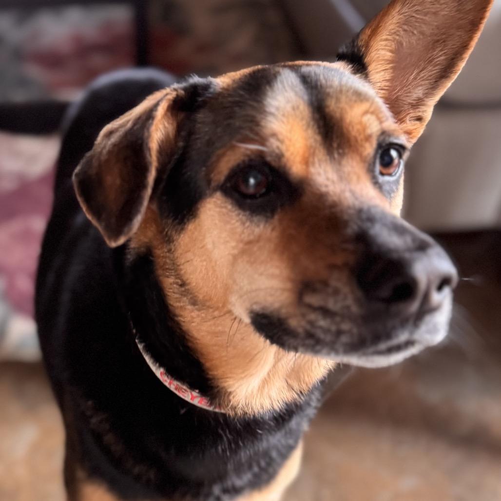 Breanne, a Adoptable mixed breed in Little Rock, AR image 4/6