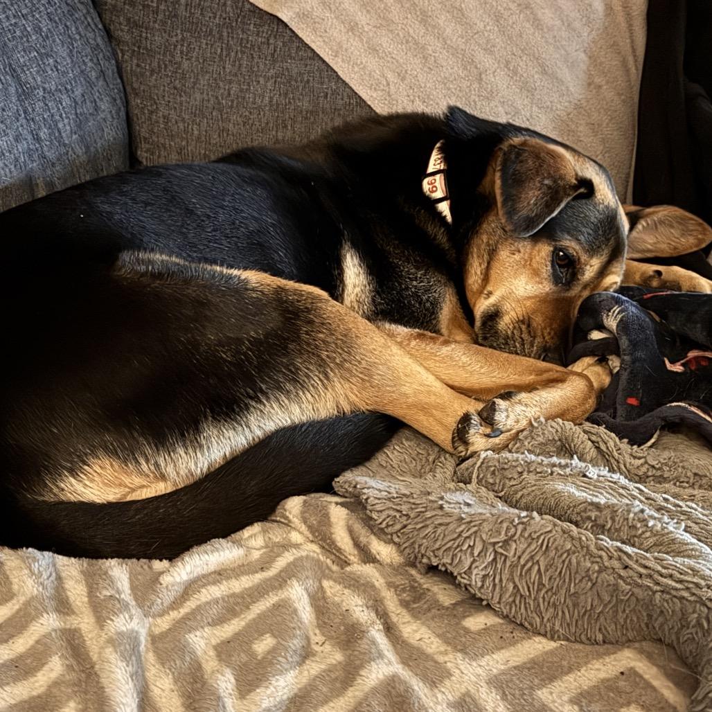 Breanne, a Adoptable mixed breed in Little Rock, AR image 5/6