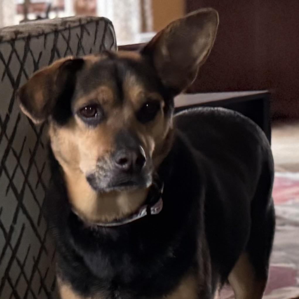 Breanne, a Adoptable mixed breed in Little Rock, AR image 6/6