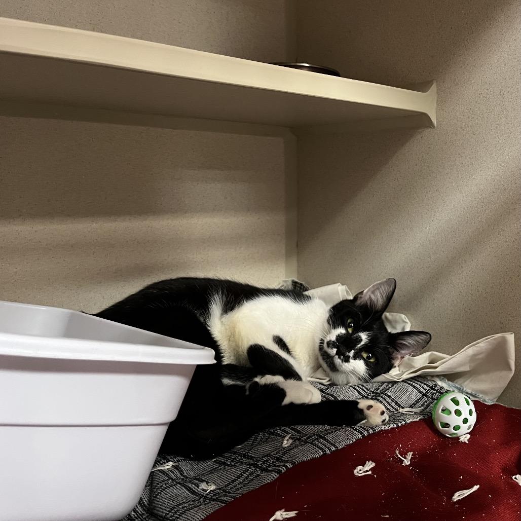 Alba, Adoptable, Young Female Domestic Short Hair.