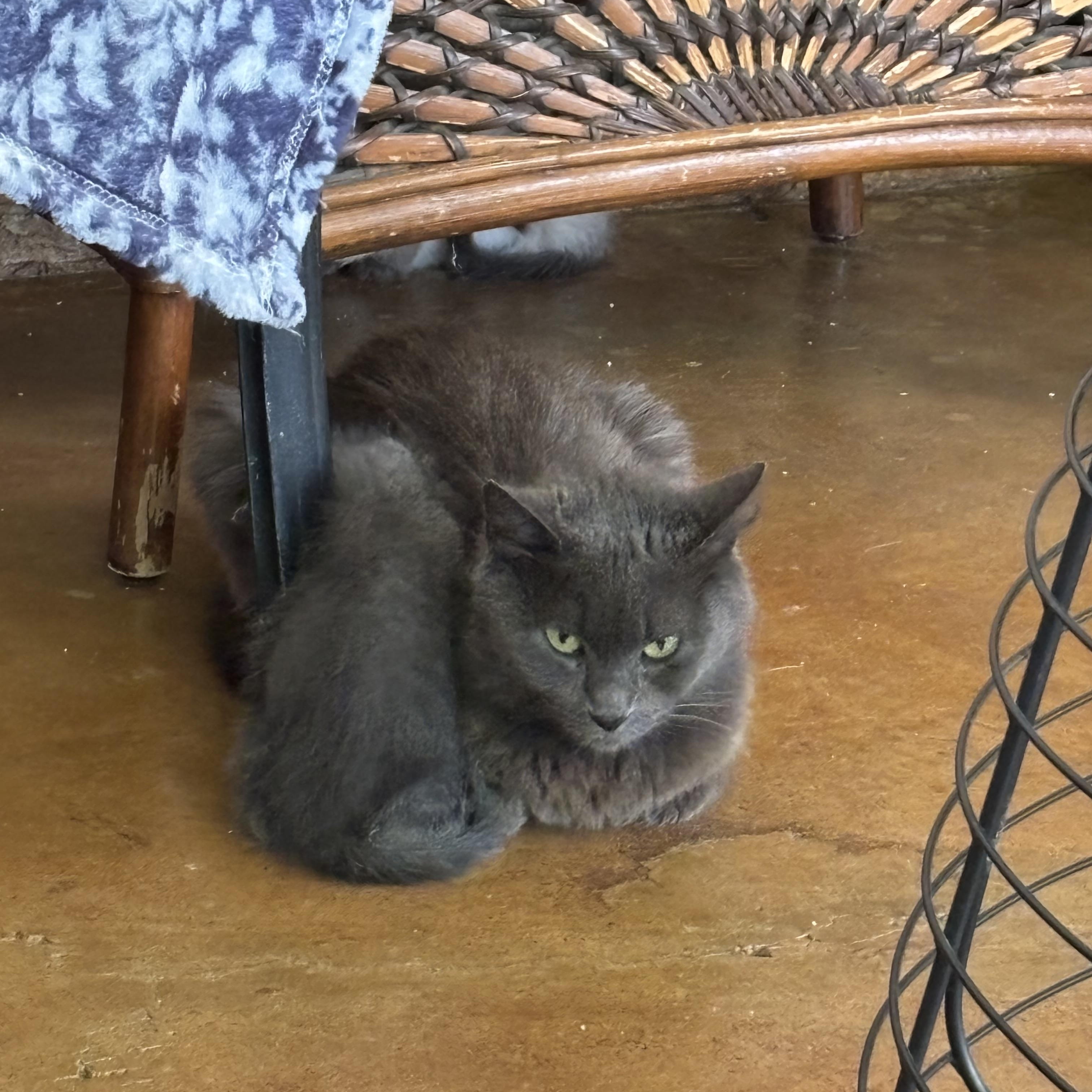 Enlarge Rossi, an adoptable Russian Blue in Mabank, TX image 2/5