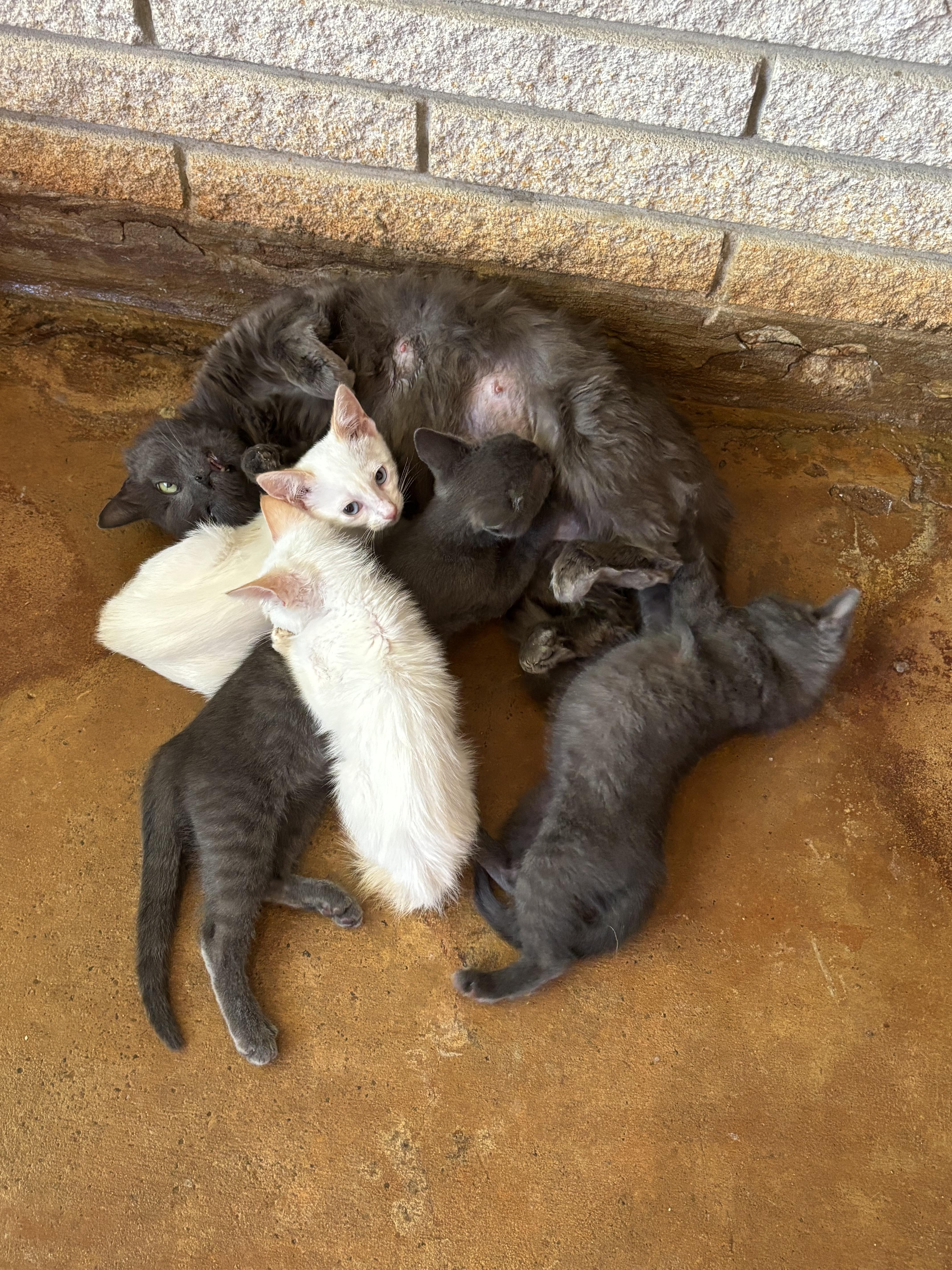 Enlarge Rossi, an adoptable Russian Blue in Mabank, TX image 4/5