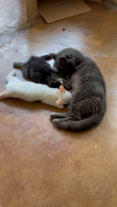 Enlarge Rossi, an adoptable Russian Blue in Mabank, TX video 5/5