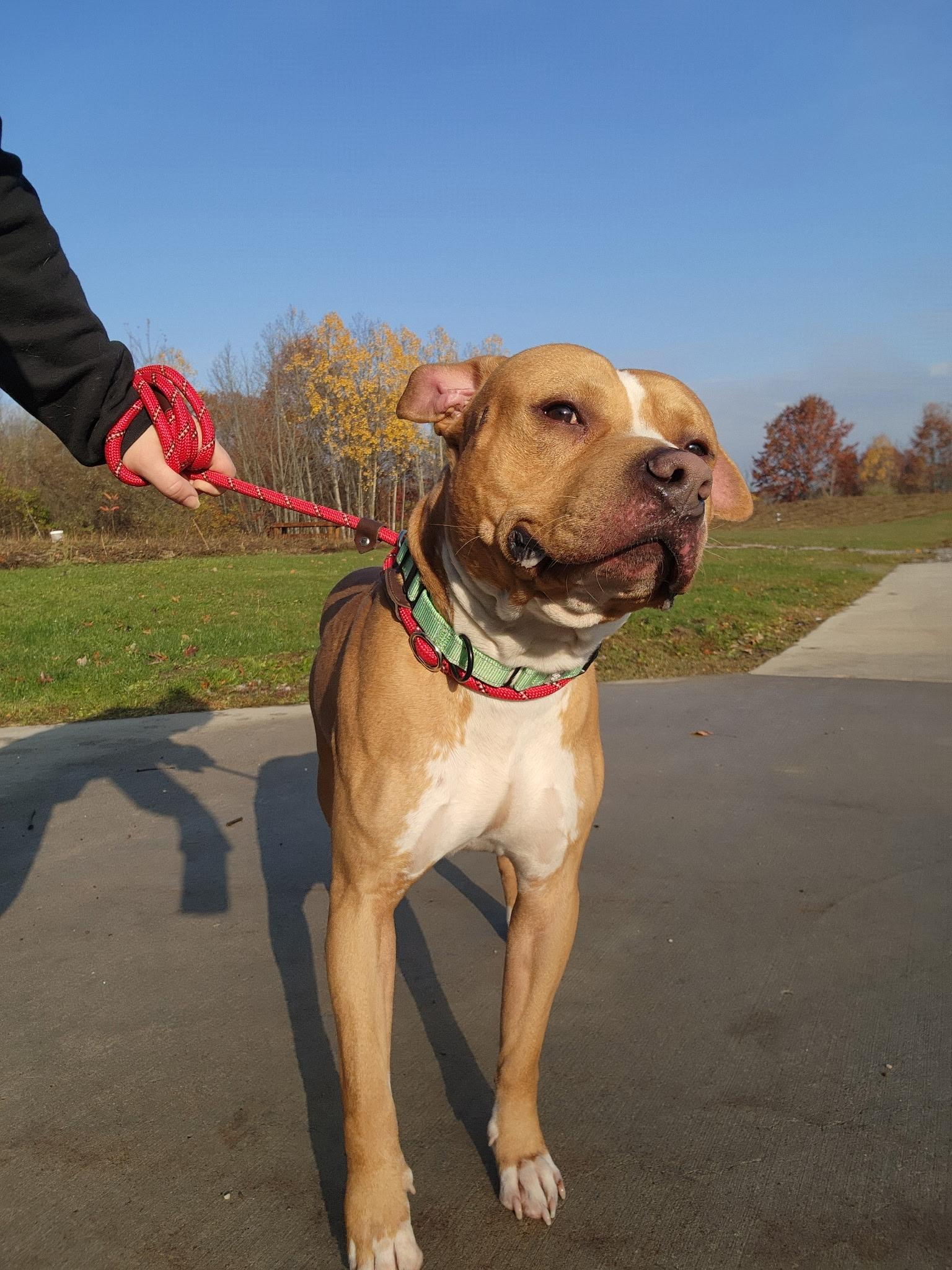 Charlie, Adoptable, Adult Male Pit Bull Terrier.