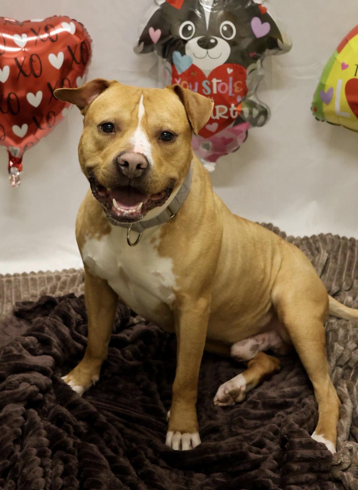 Charlie, a Adoptable mixed breed in Youngstown, OH image 2/5