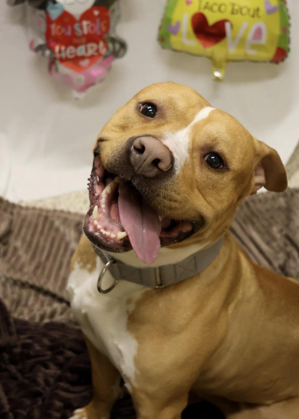 Charlie, Adoptable, Adult Male Pit Bull Terrier.