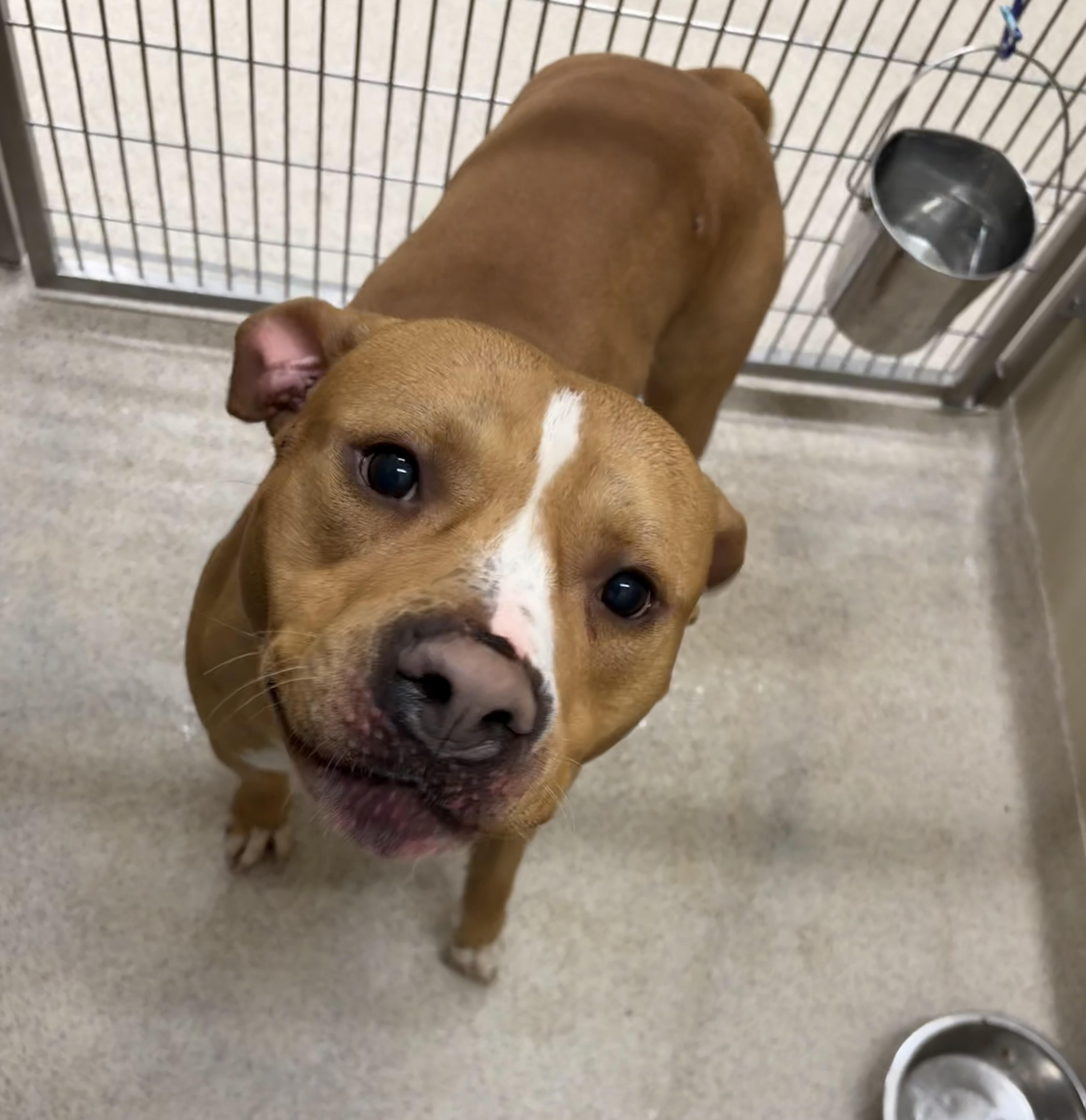 Charlie, a Adoptable mixed breed in Youngstown, OH image 3/5