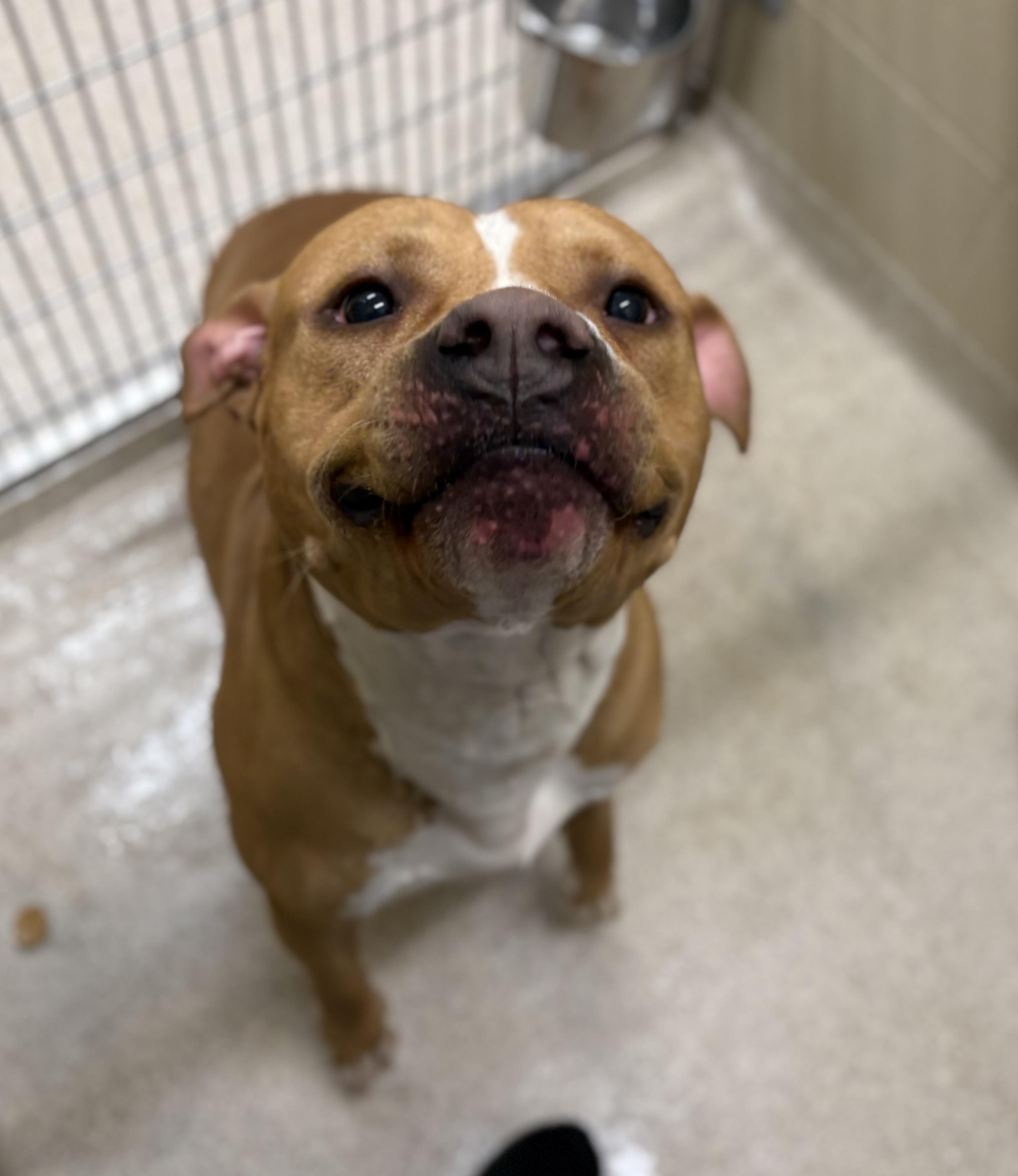 Charlie, a Adoptable mixed breed in Youngstown, OH image 4/5