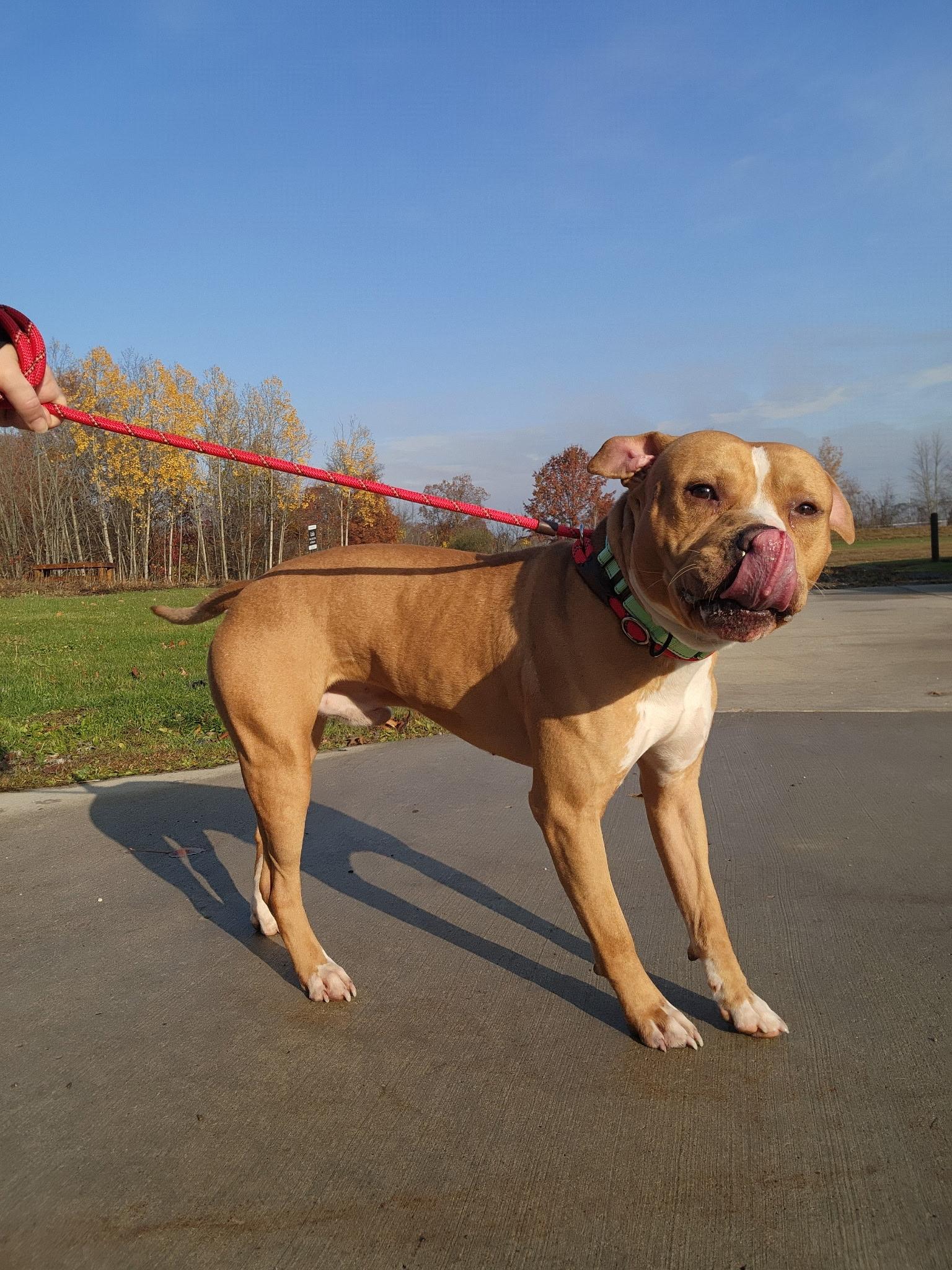 Charlie, a Adoptable mixed breed in Youngstown, OH image 5/5
