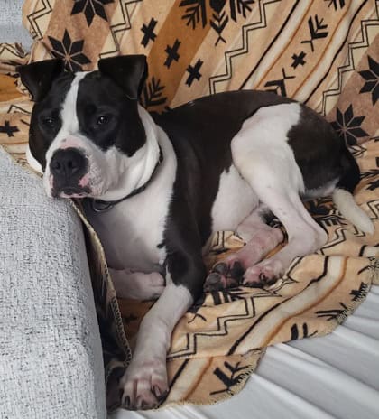 Enlarge Peaches, a Adoptable Mixed Breed in Reisterstown, MD image 4/4