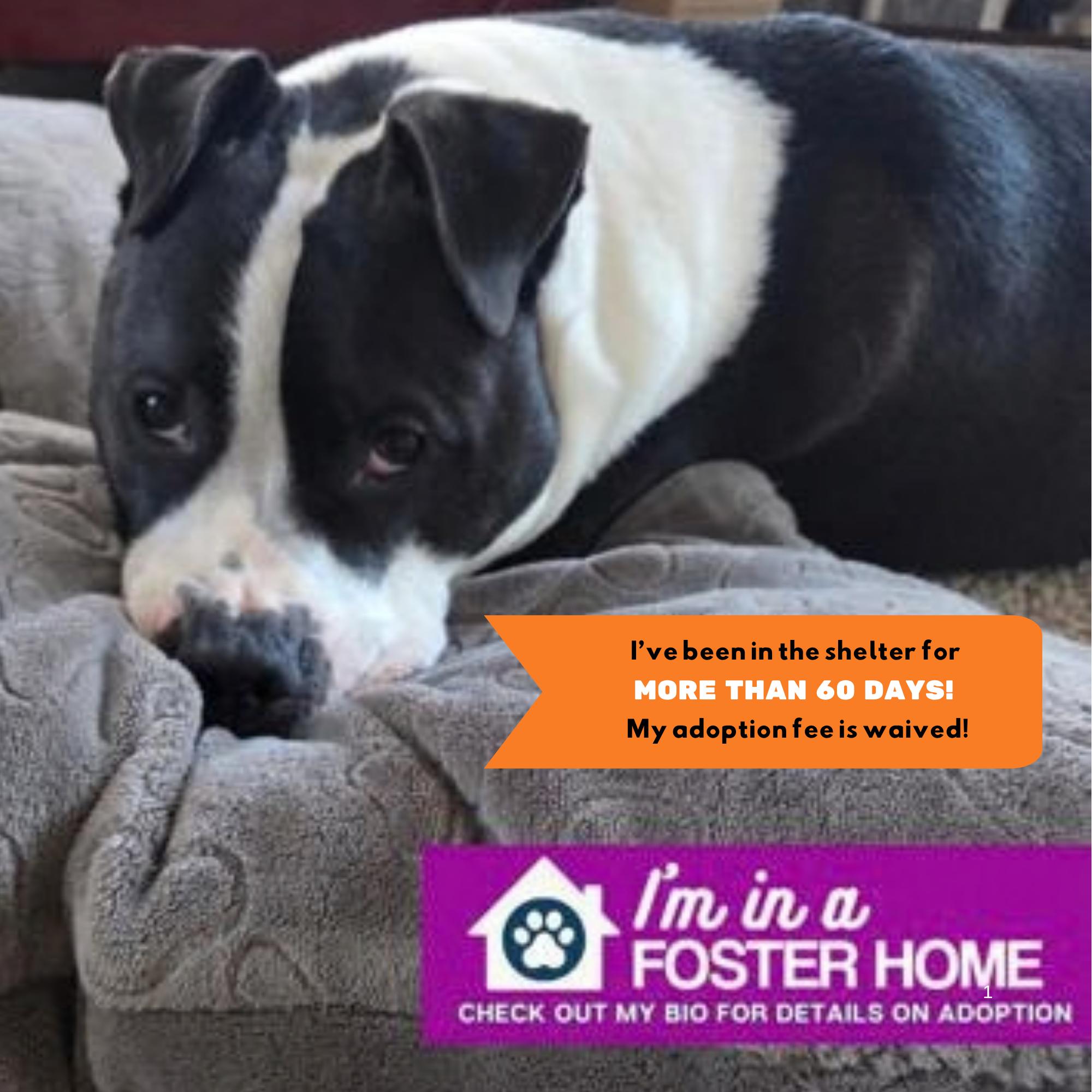 Peaches, Adoptable, Adult Female Mixed Breed.