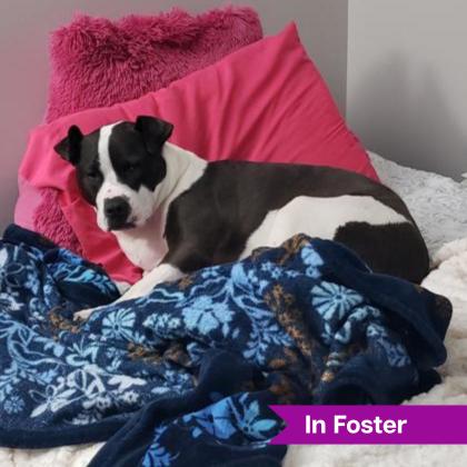 Peaches, Adoptable, Adult Female Mixed Breed.