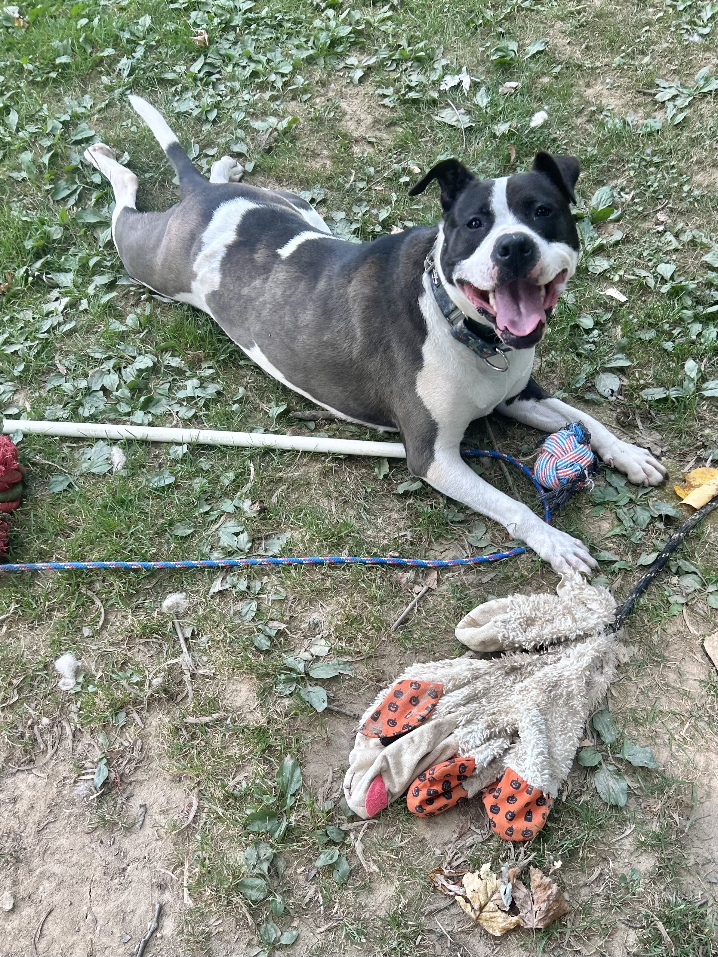Enlarge Peaches, a Adoptable Mixed Breed in Reisterstown, MD image 2/4