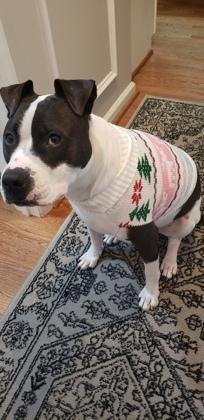 Enlarge Peaches, a Adoptable Mixed Breed in Reisterstown, MD image 3/4