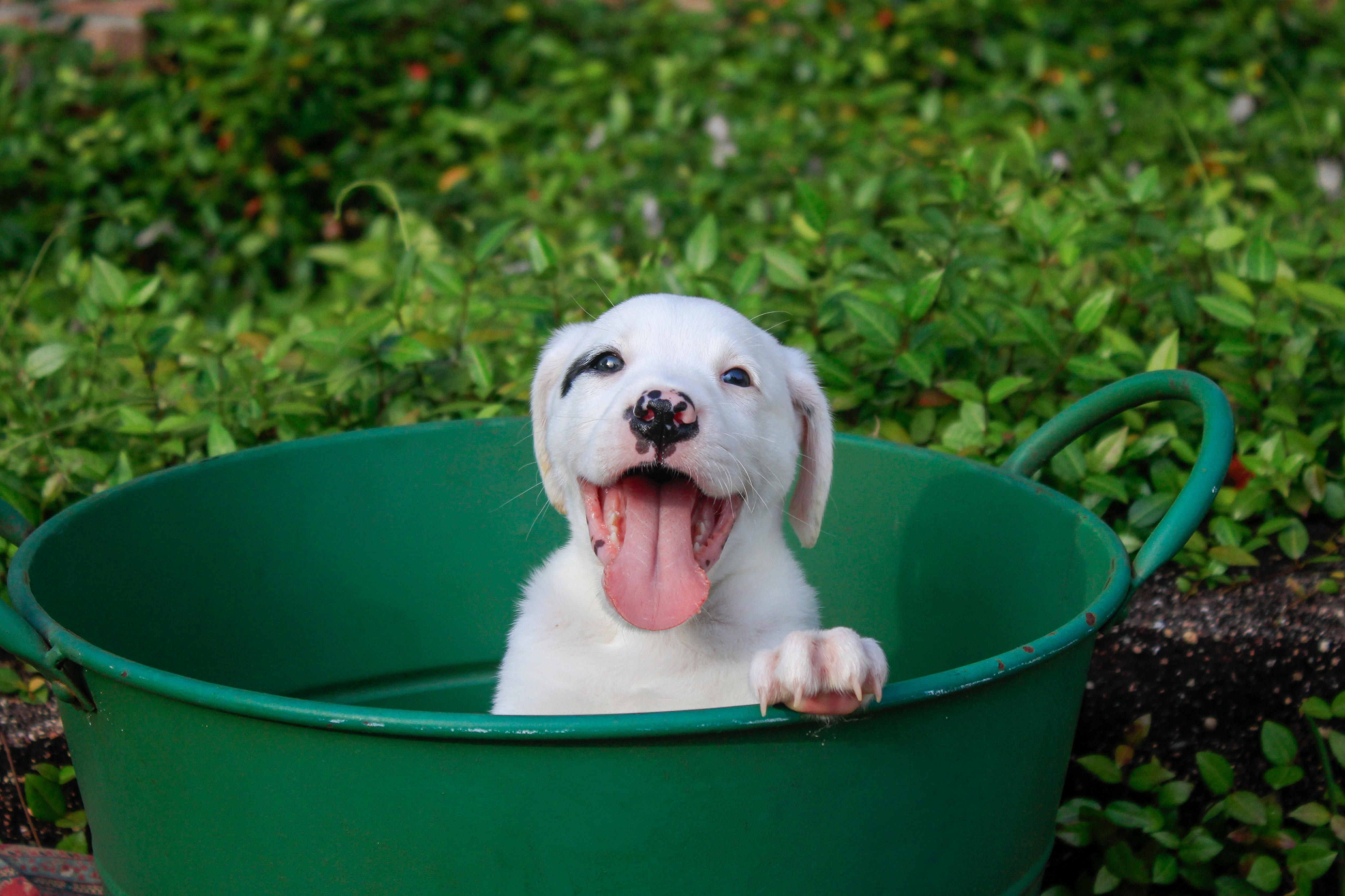 Enlarge Riley, a Adopted mixed breed in Fogelsville, PA image 2/3