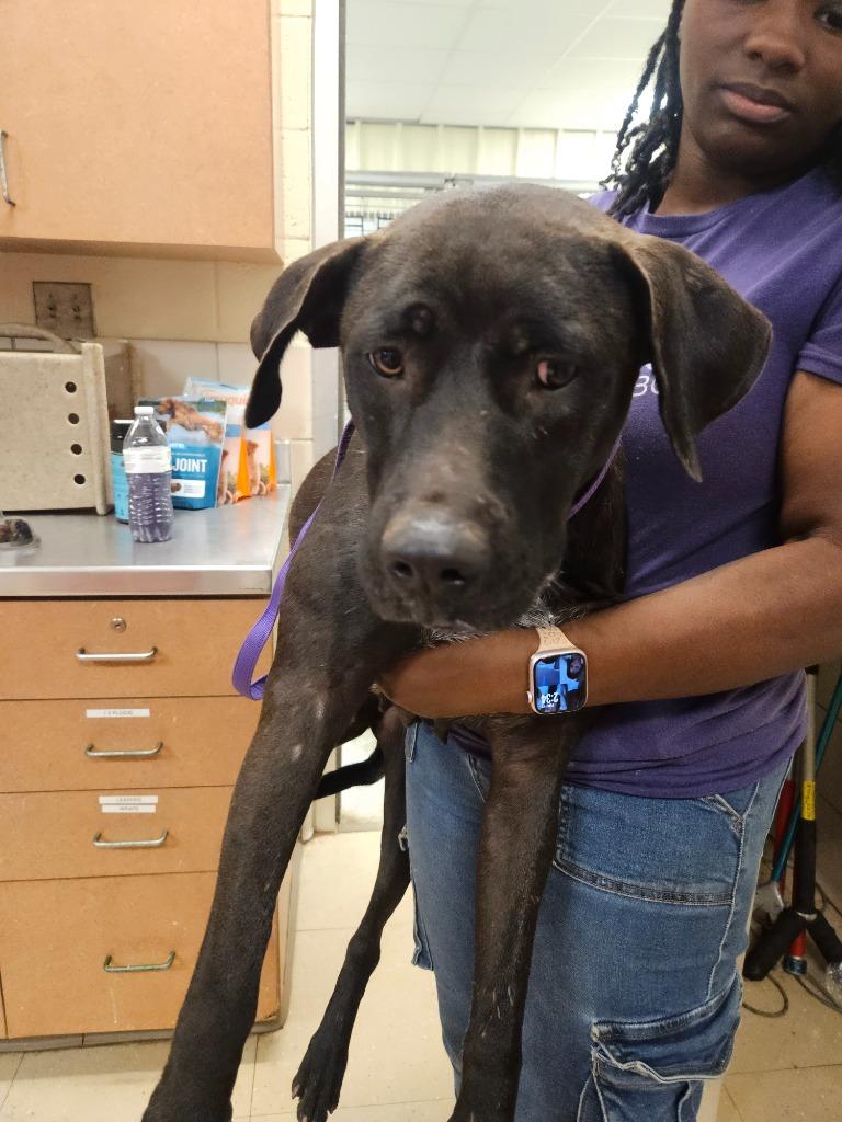 Charley, Adoptable, Adult Female Labrador Retriever.