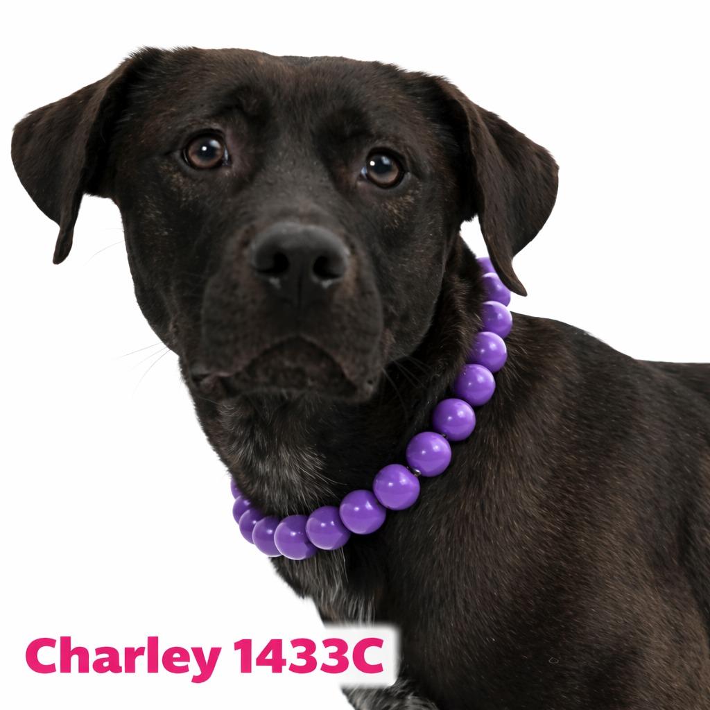 Enlarge Charley, a Adoptable Labrador Retriever in Bossier City, LA image 3/4