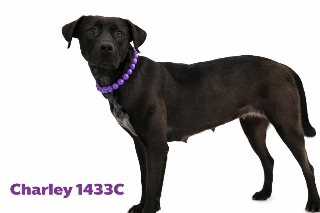 Enlarge Charley, a Adoptable Labrador Retriever in Bossier City, LA image 4/4