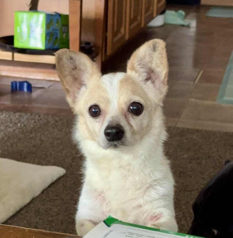 Erni, a Adoptable mixed breed in Cloverdale, IN image 1/6