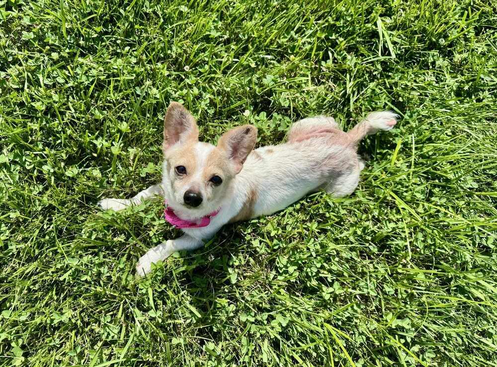 Erni, a Adoptable mixed breed in Cloverdale, IN image 3/6