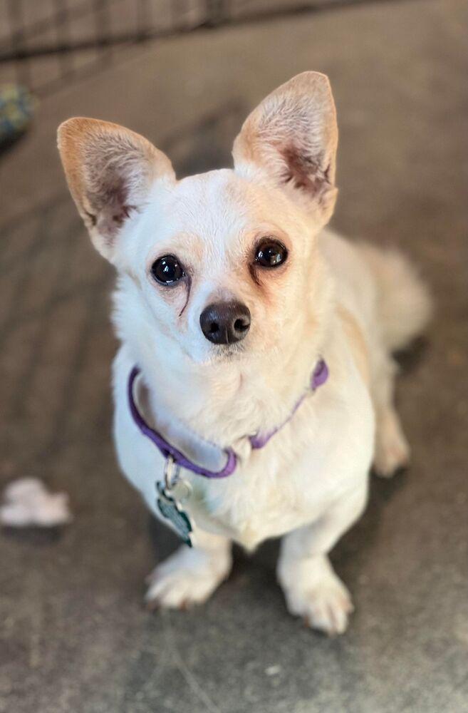 Erni, a Adoptable mixed breed in Cloverdale, IN image 4/6