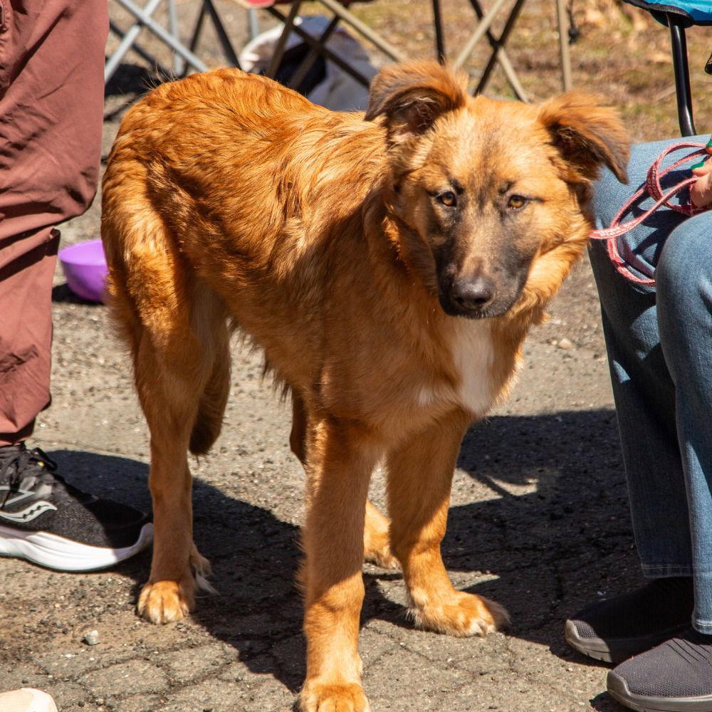 Enlarge Harlie, a Adoptable mixed breed in Bloomfield, CT image 2/3