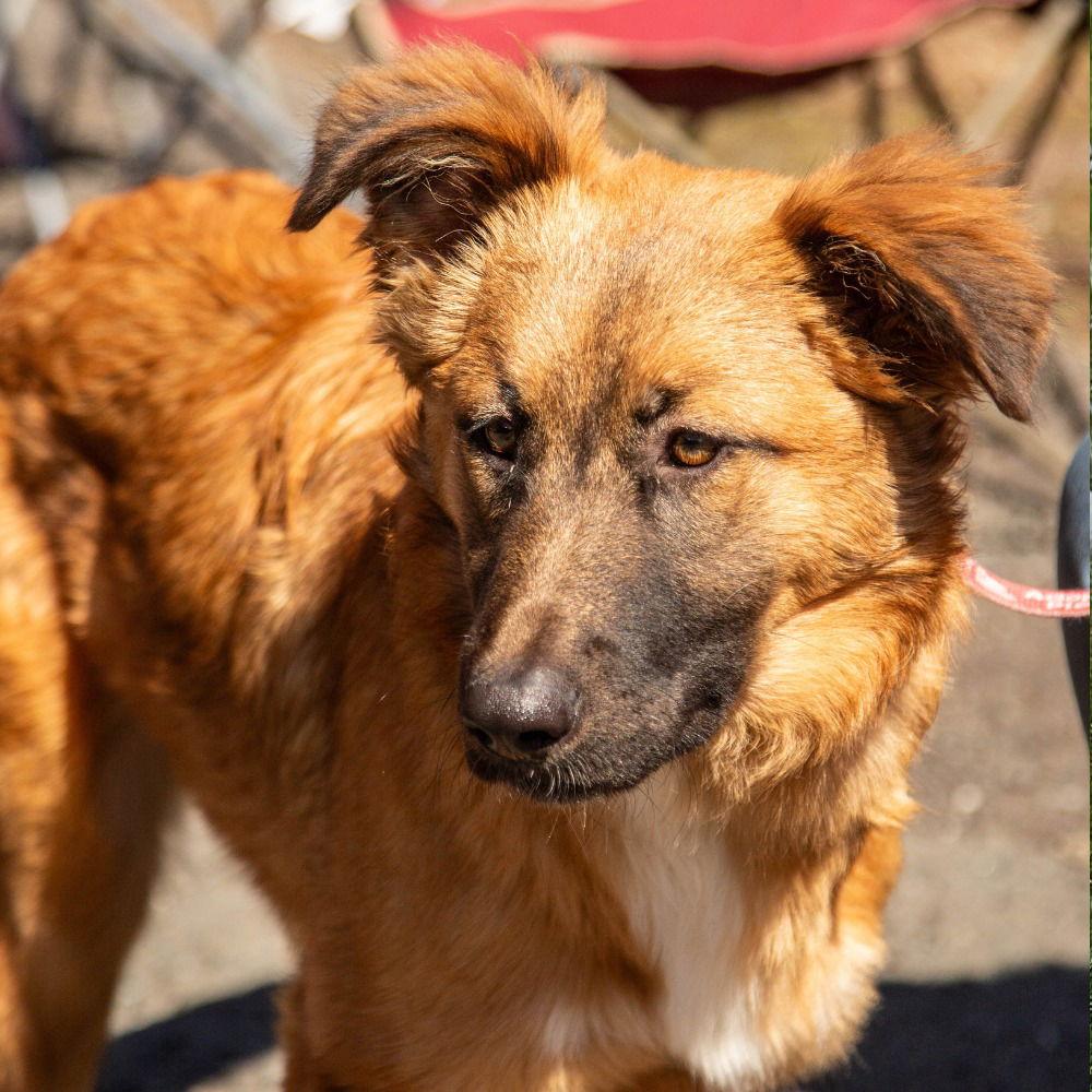 Enlarge Harlie, a Adoptable mixed breed in Bloomfield, CT image 3/3