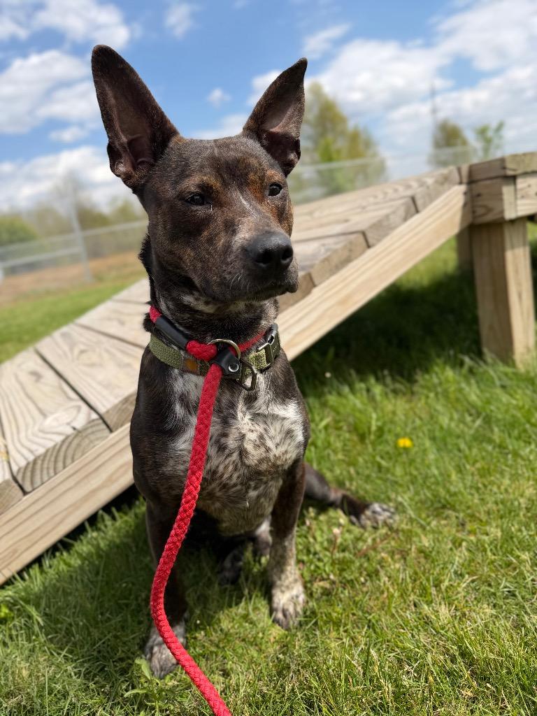Booker, Adoptable, Young Male Australian Cattle Dog / Blue Heeler.