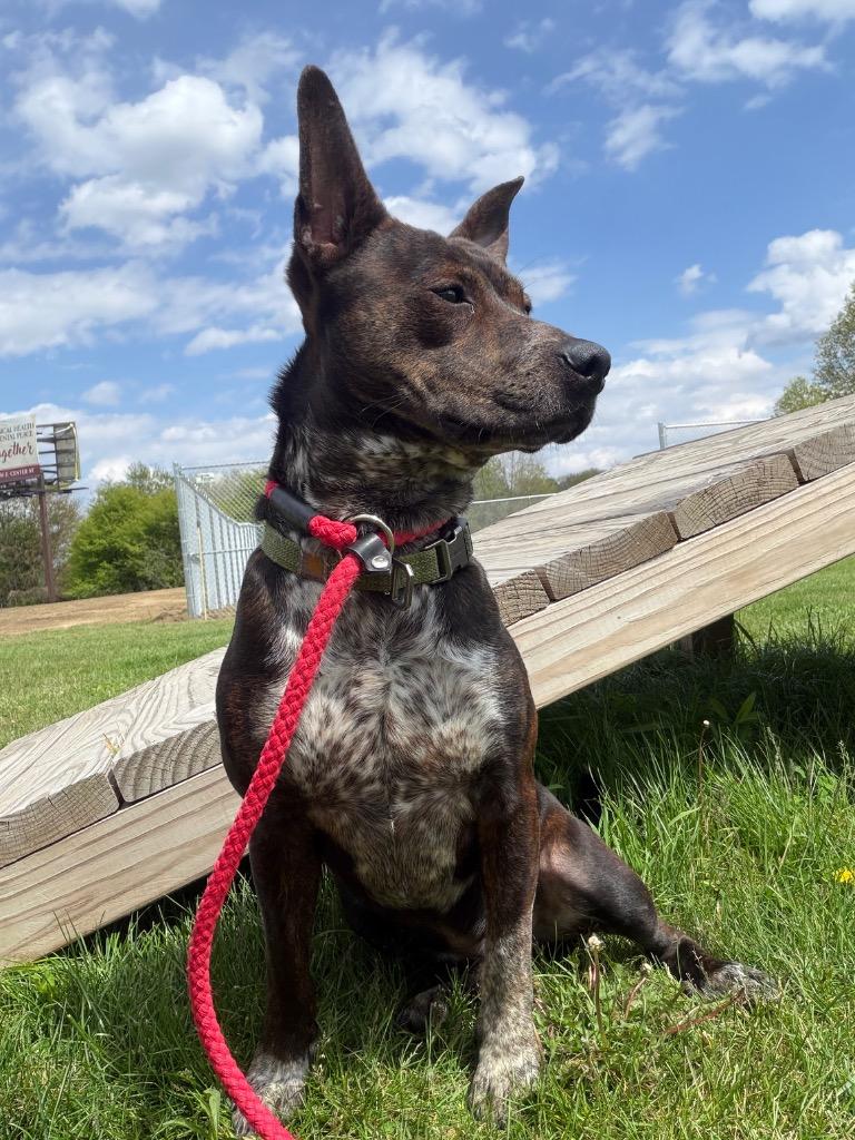 Booker, a Adoptable mixed breed in Pierceton, IN image 2/6