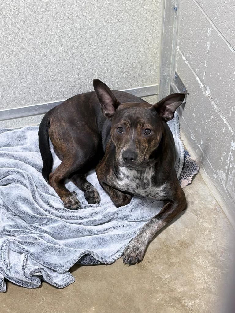 Booker, a Adoptable mixed breed in Pierceton, IN image 3/6