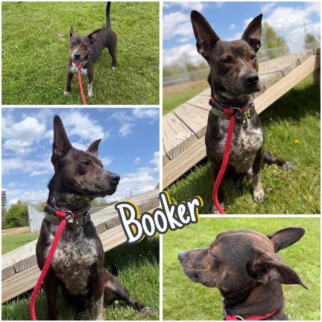 Booker, a Adoptable mixed breed in Pierceton, IN image 4/6