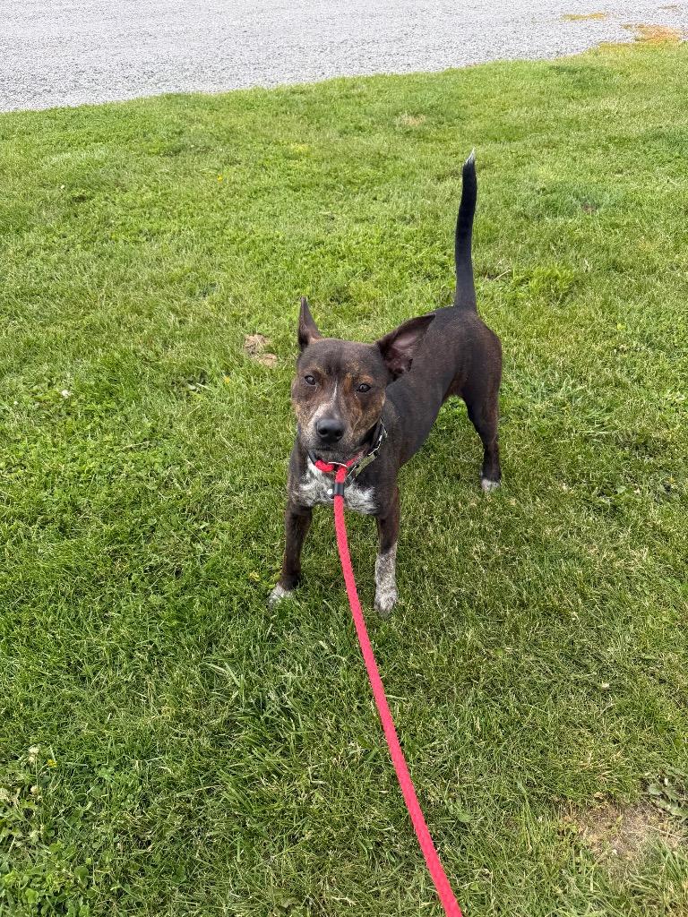 Booker, a Adoptable mixed breed in Pierceton, IN image 6/6