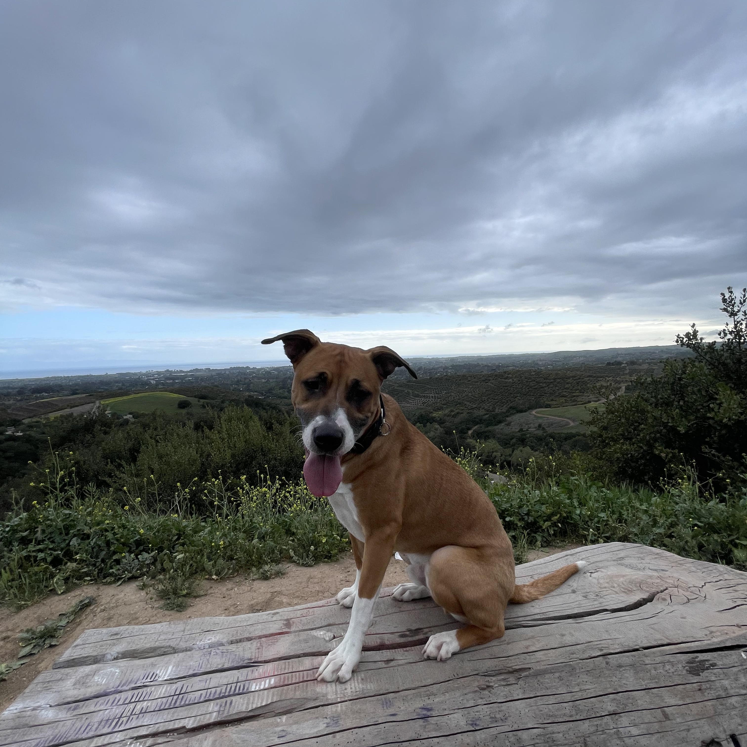 Enlarge Max, a Adoptable mixed breed in Murrieta, CA image 3/6