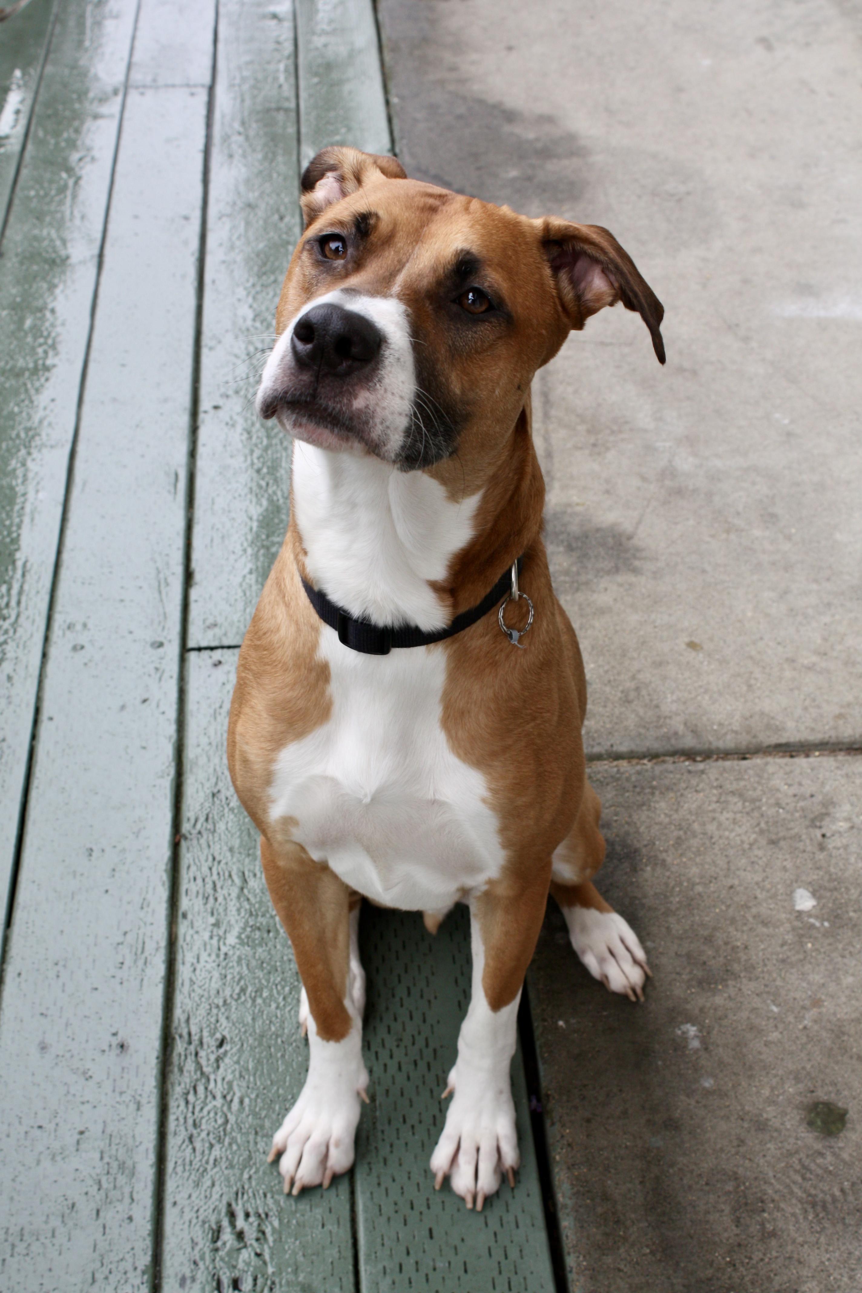 Enlarge Max, a Adoptable mixed breed in Murrieta, CA image 2/6