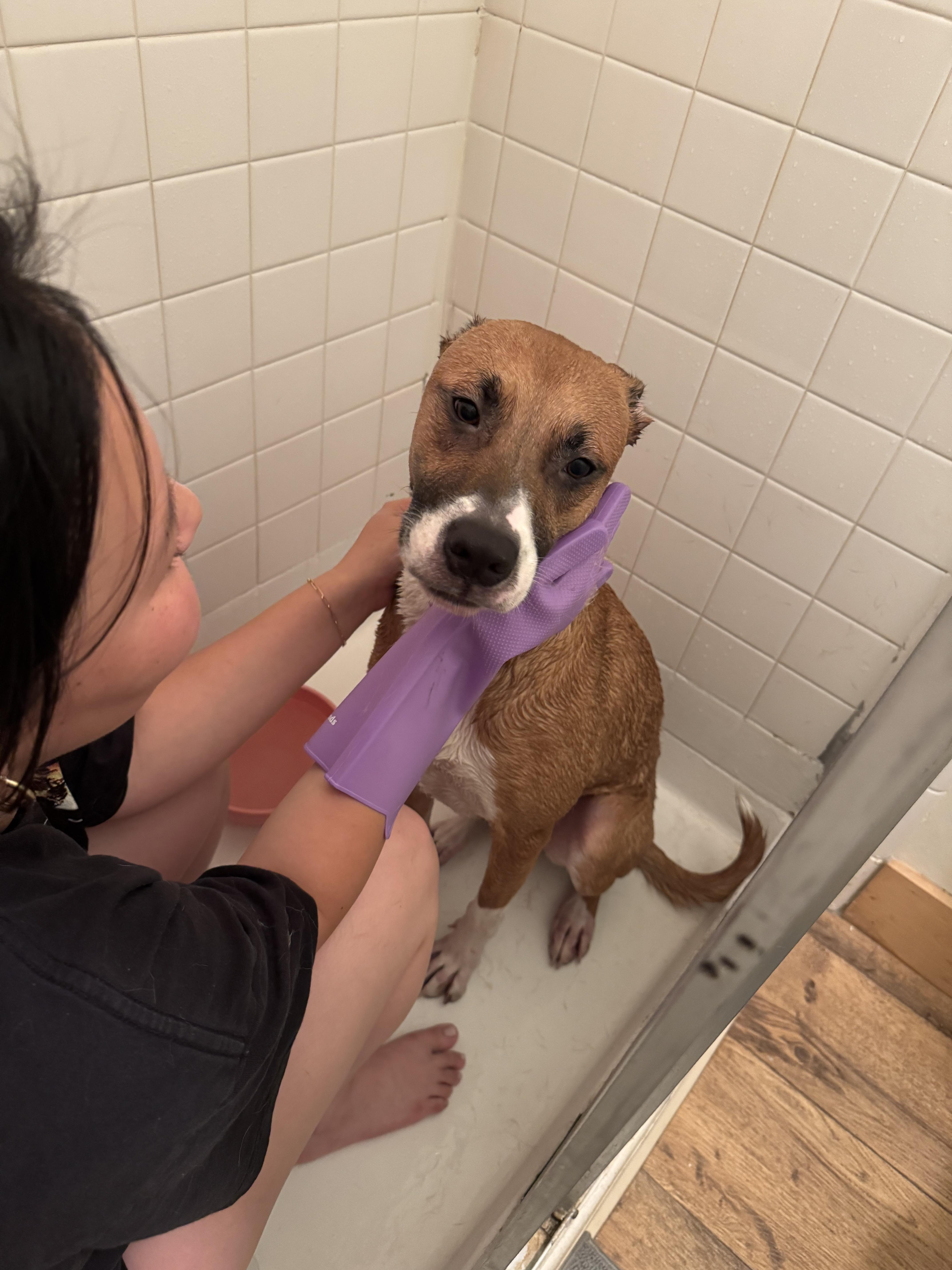 Enlarge Max, a Adoptable mixed breed in Murrieta, CA image 6/6