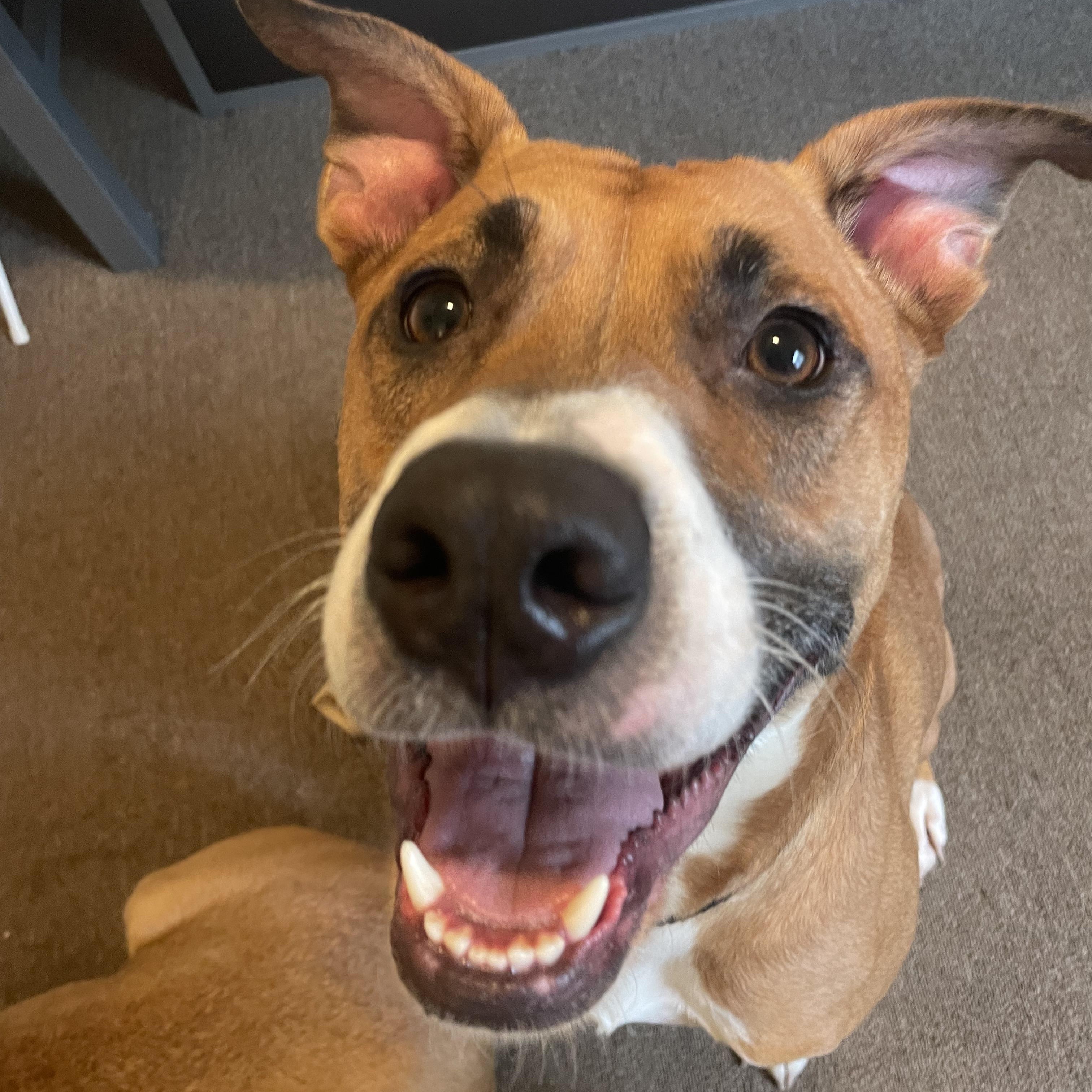 Enlarge Max, a Adoptable mixed breed in Murrieta, CA image 1/6