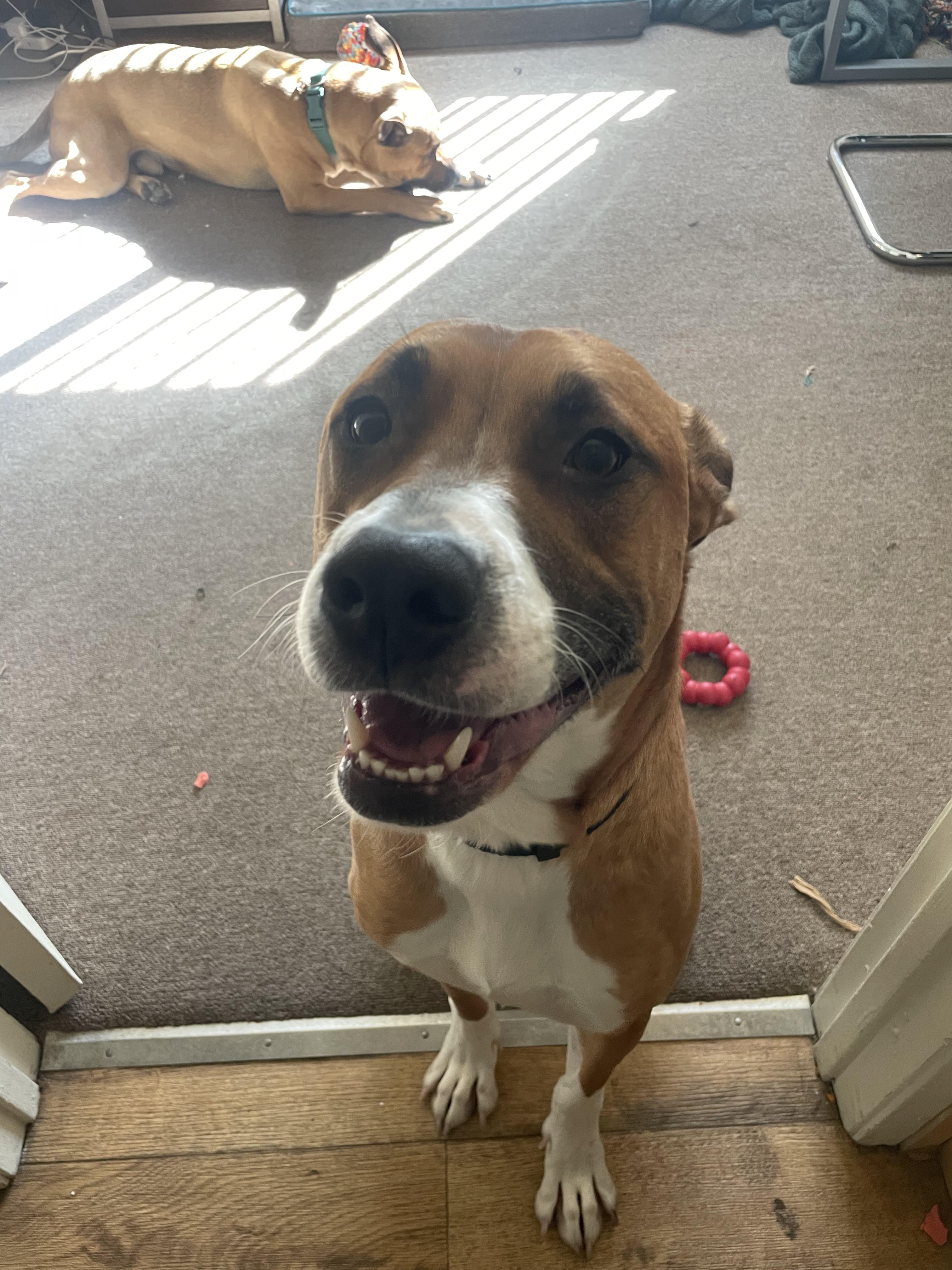 Enlarge Max, a Adoptable mixed breed in Murrieta, CA image 4/6