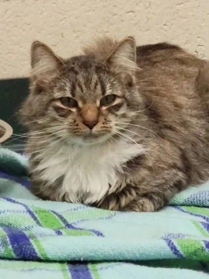 Golf, ADOPTABLE, Adult Male Domestic Medium Hair.
