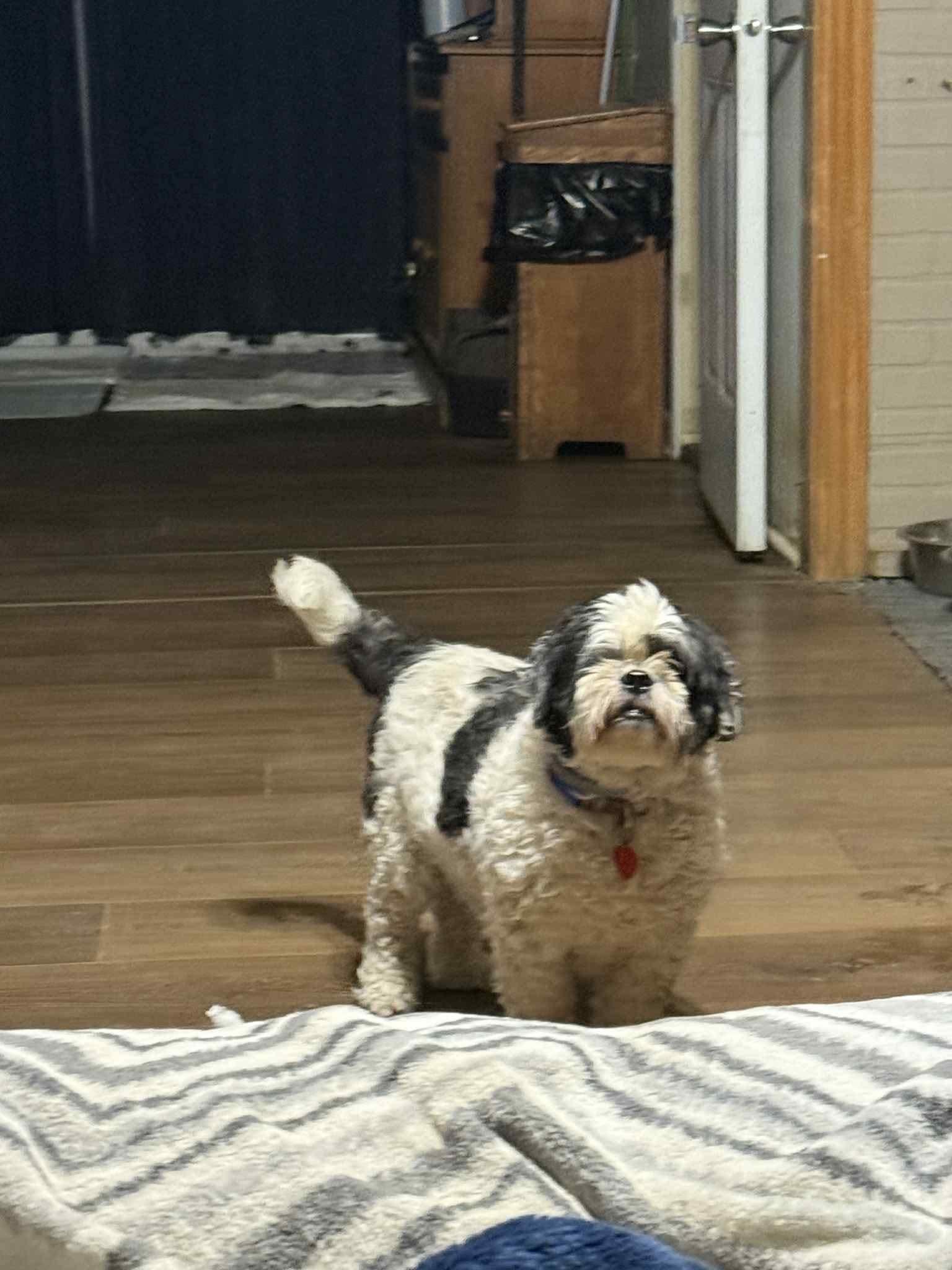 Enlarge Bear, a Adoptable Shih Tzu in Roachdale, IN image 1/1