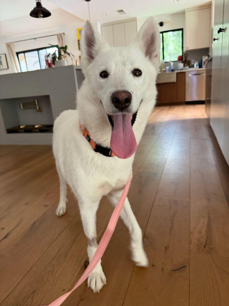 Enlarge Khaleesi, a Adoptable Siberian Husky in Seattle, WA image 3/5