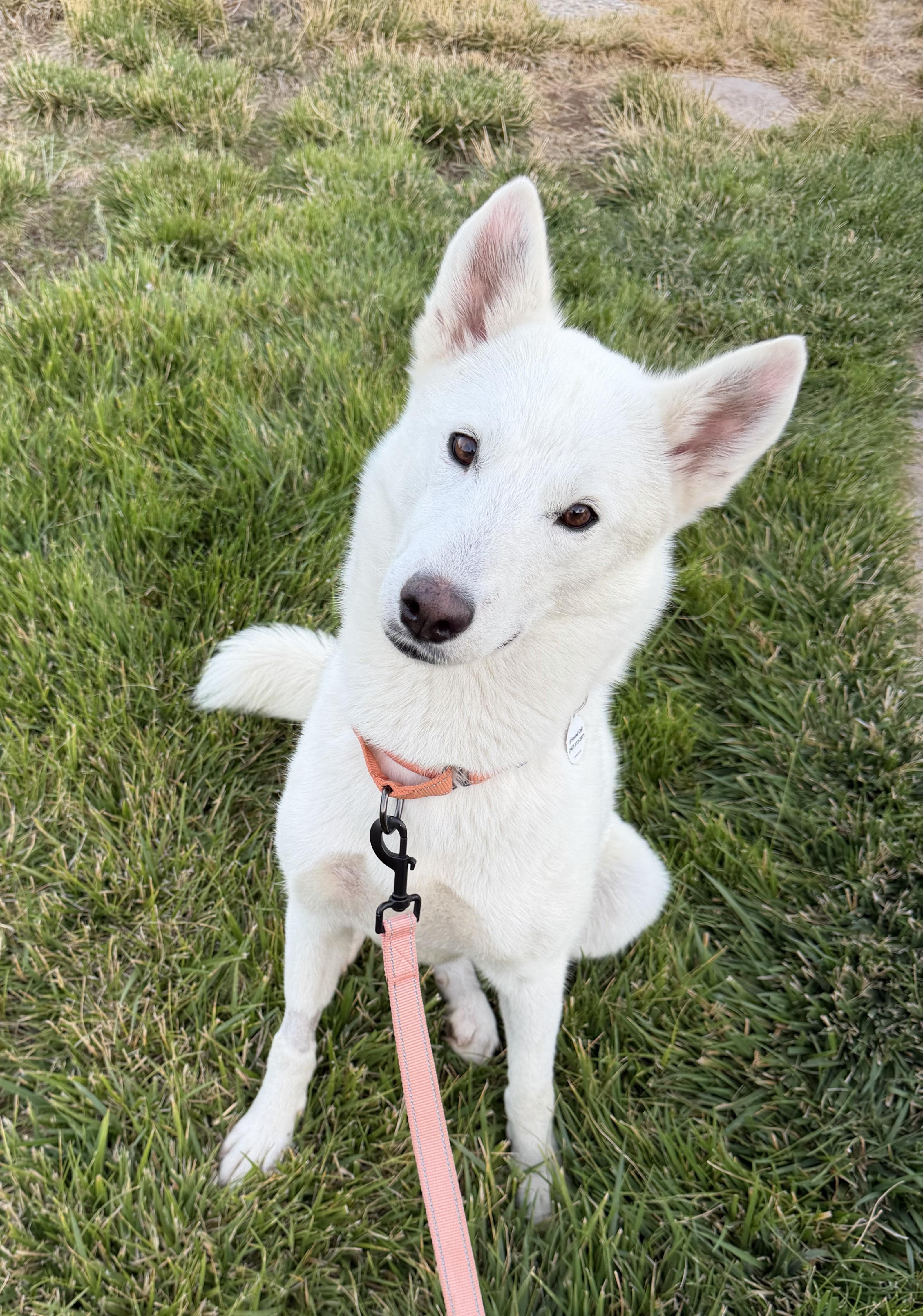 Enlarge Khaleesi, a Adoptable Siberian Husky in Seattle, WA image 2/5