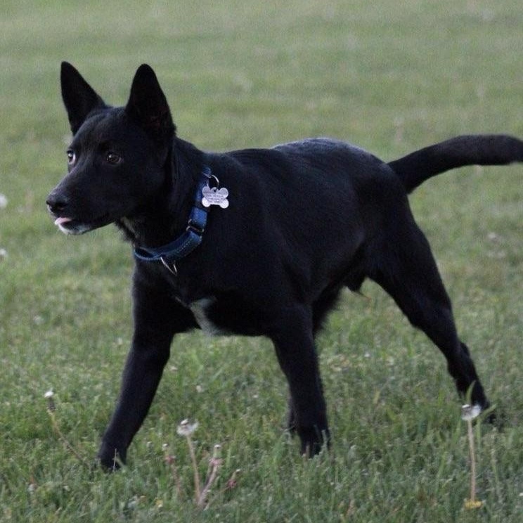 Dante, Adoptable, Puppy Male Shepherd & Border Collie.