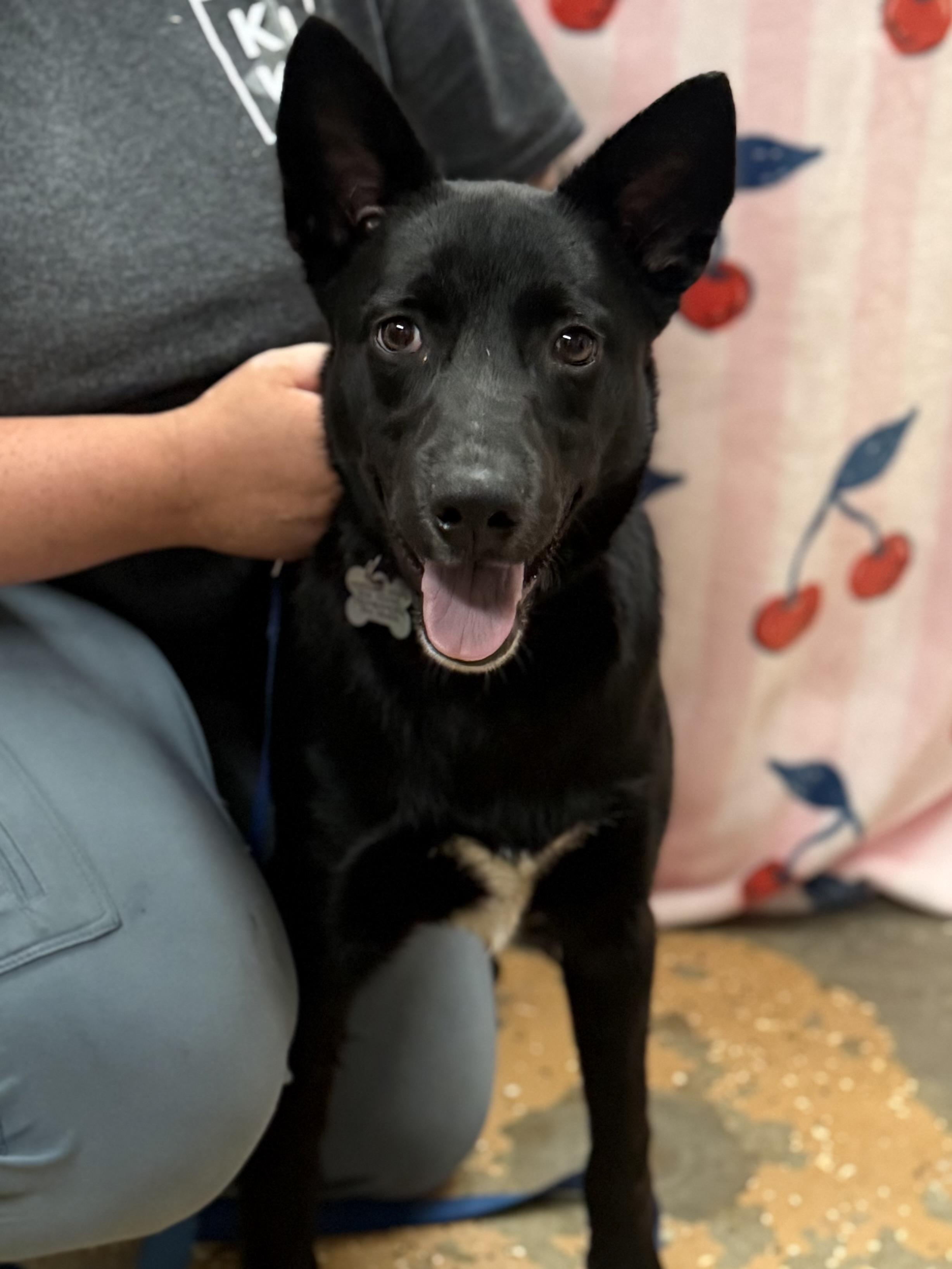 Dante, a Adoptable mixed breed in Albany, NY image 2/5