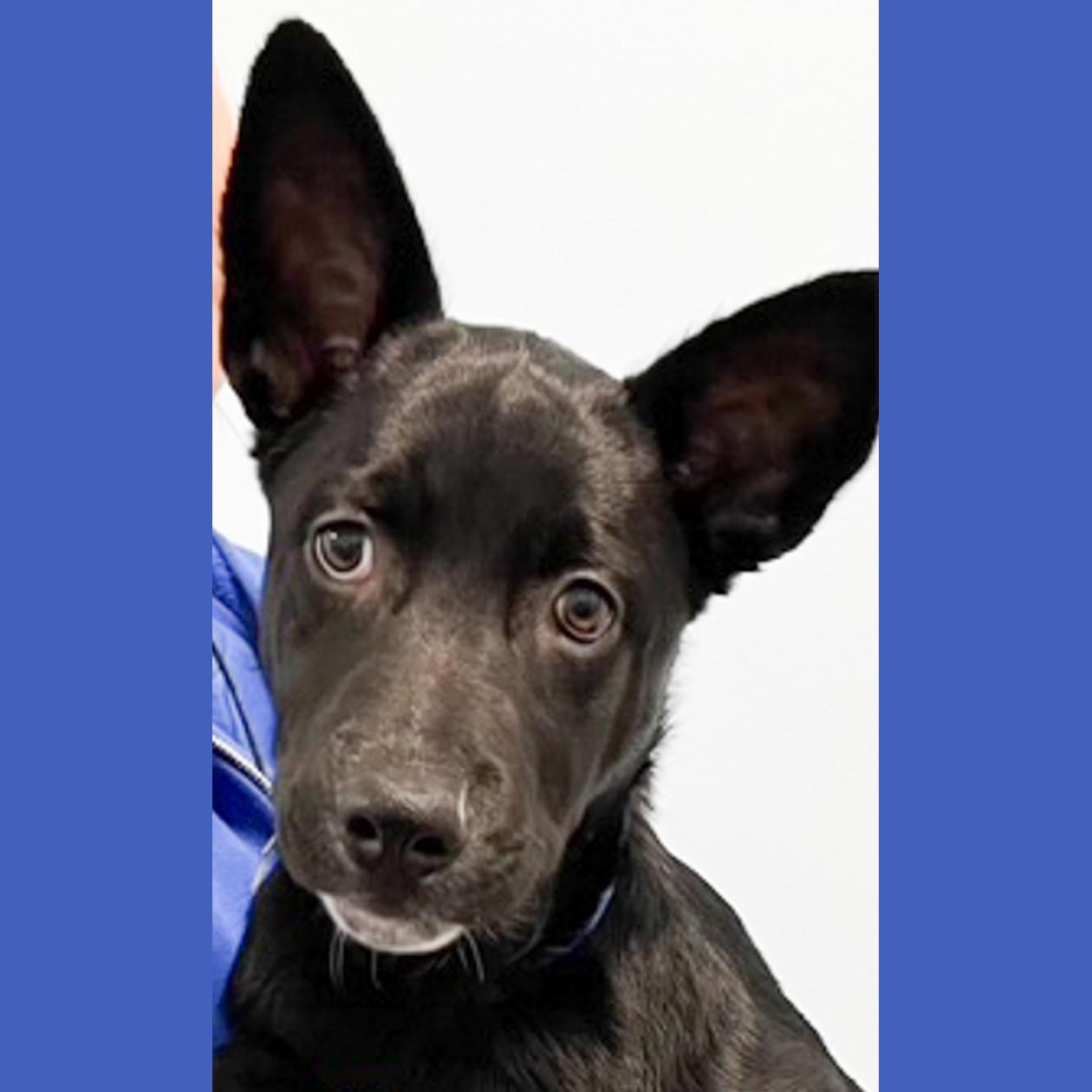 Enlarge Dante, a Adoptable mixed breed in Albany, NY image 1/1