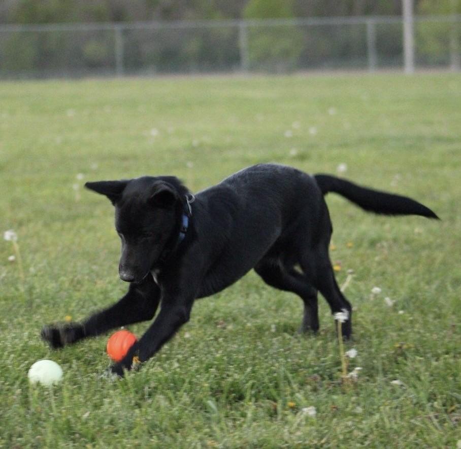 Enlarge Dante, a Adoptable mixed breed in Albany, NY image 3/5